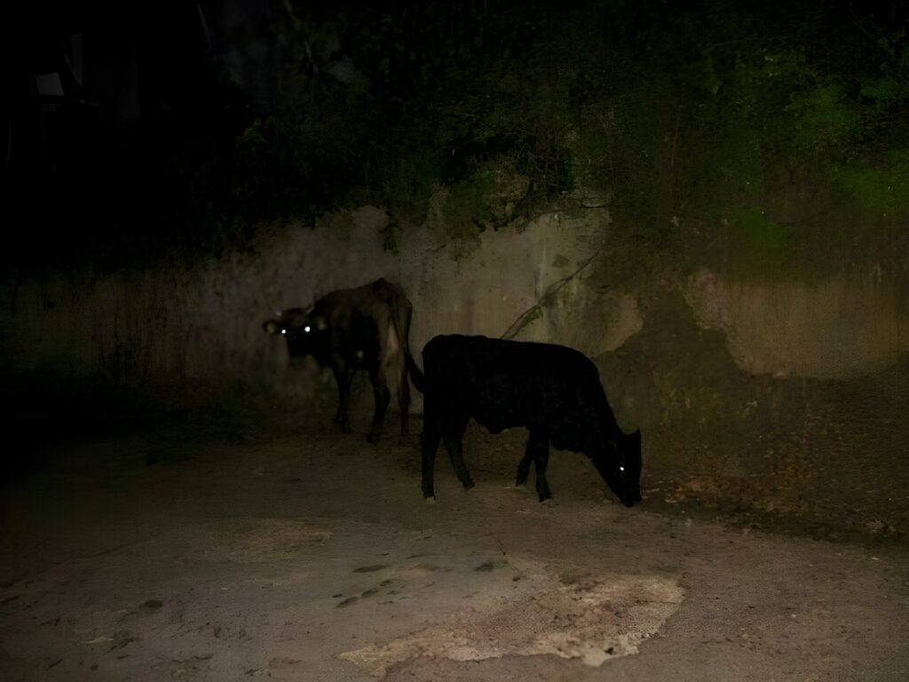 Censimento dei bovini inselvatichiti a Monreale: la svolta dei droni 