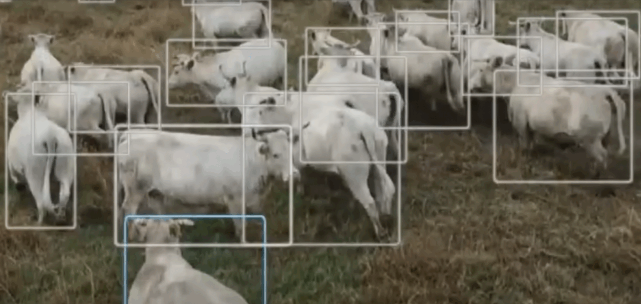 Censimento dei bovini inselvatichiti