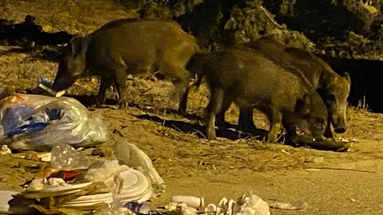 Cinghiali nel Sinis: la Provincia di Oristano usa droni e sopralluoghi per mappare le aree pi&ugrave; frequentate dagli animali.