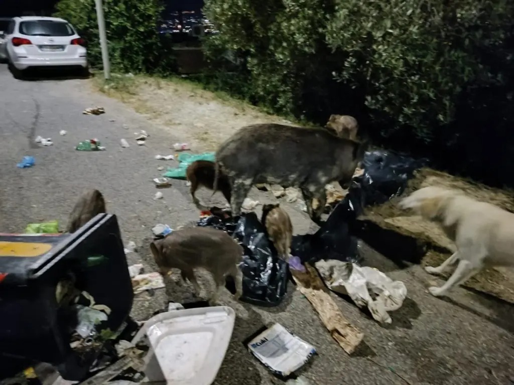 Cinghiali a Monterotondo: droni e un nuovo piano per arginare l&rsquo;invasione.